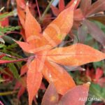 Acer palmatum 'Osakazuki' - Érable du Japon