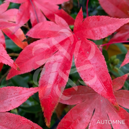 Acer palmatum 'Sainan-in-beni' - Érable du Japon