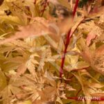 Acer palmatum 'Sango Kaku' - Érable du Japon