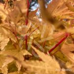 Acer palmatum 'Sango Kaku' - Érable du Japon