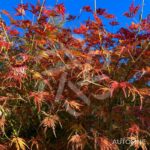 Acer palmatum 'Seiryu' - Érable du Japon