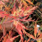 Acer palmatum 'Seiryu' - Érable du Japon