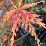 Acer palmatum 'Seiryu' - Érable du Japon