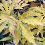 Acer Palmatum 'Shi En' - Érable du Japon