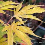 Acer Palmatum 'Shi En' - Érable du Japon