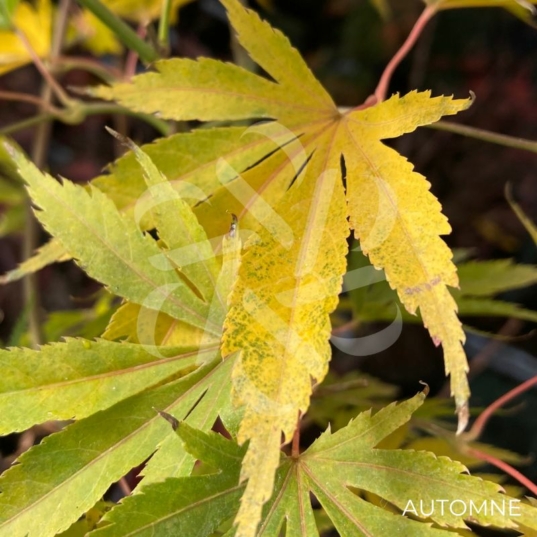 Acer Palmatum 'Shi En' - Érable du Japon