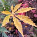 Acer Palmatum 'Shi En' - Érable du Japon