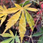Acer Palmatum 'Shi En' - Érable du Japon