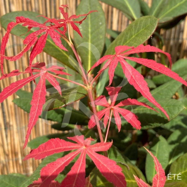 Acer Palmatum 'Shi En' - Érable du Japon