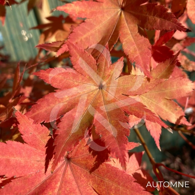 Acer palmatum 'Summer Gold' - Érable du Japon