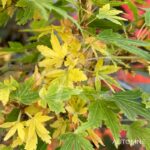Acer palmatum 'Suzu Kaze' - Érable du Japon