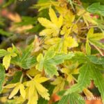 Acer palmatum 'Suzu Kaze' - Érable du Japon