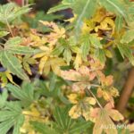 Acer palmatum 'Suzu Kaze' - Érable du Japon