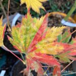 Acer pseudosieboldianum 'F Nakai' - Érable du Japon