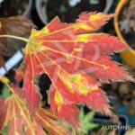 Acer pseudosieboldianum 'F Nakai' - Érable du Japon