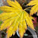 Acer pseudosieboldianum 'F Nakai' - Érable du Japon