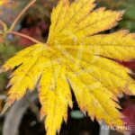 Acer pseudosieboldianum 'F Nakai' - Érable du Japon