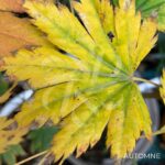 Acer pseudosieboldianum 'F Nakai' - Érable du Japon