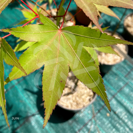 Acer oliverianum 'Nakahara Beni' - Érable du Japon