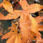 Acer oliverianum 'Nakahara Beni' - Érable du Japon