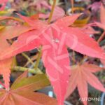Acer oliverianum 'Nakahara Beni' - Érable du Japon