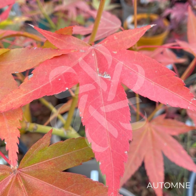 Acer oliverianum 'Nakahara Beni' - Érable du Japon