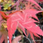 Acer oliverianum 'Nakahara Beni' - Érable du Japon