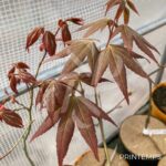 Acer oliverianum 'Nakahara Beni' - Érable du Japon