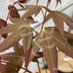 Acer oliverianum 'Nakahara Beni' - Érable du Japon