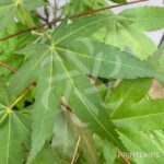 Acer oliverianum 'Nakahara Beni' - Érable du Japon