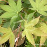 Acer oliverianum 'Nakahara Beni' - Érable du Japon