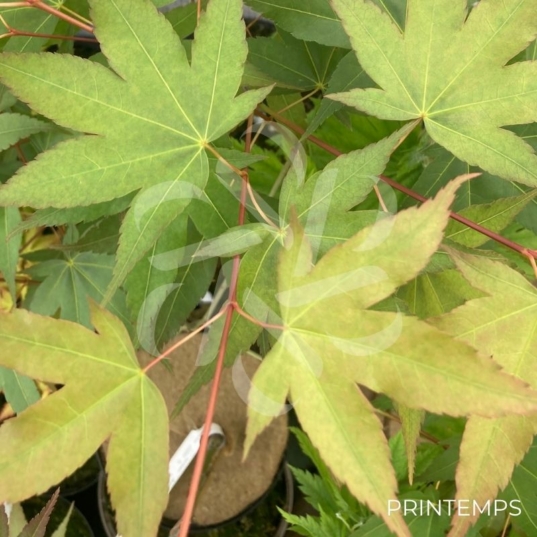Acer oliverianum 'Nakahara Beni' - Érable du Japon