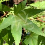 Acer oliverianum 'Nakahara Beni' - Érable du Japon