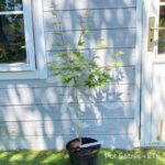 Acer oliverianum 'Nakahara Beni' - Érable du Japon