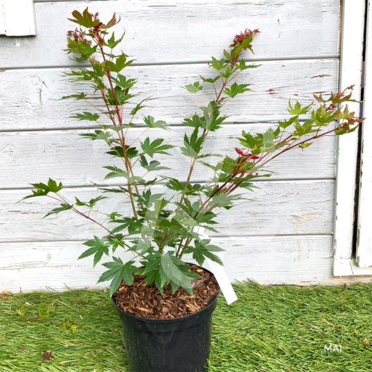 Acer palmatum 'Brown Sugar' - Érable du Japon