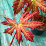 Acer palmatum 'Brown Sugar' - Érable du Japon