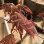 Acer palmatum 'Brown Sugar' - Érable du Japon