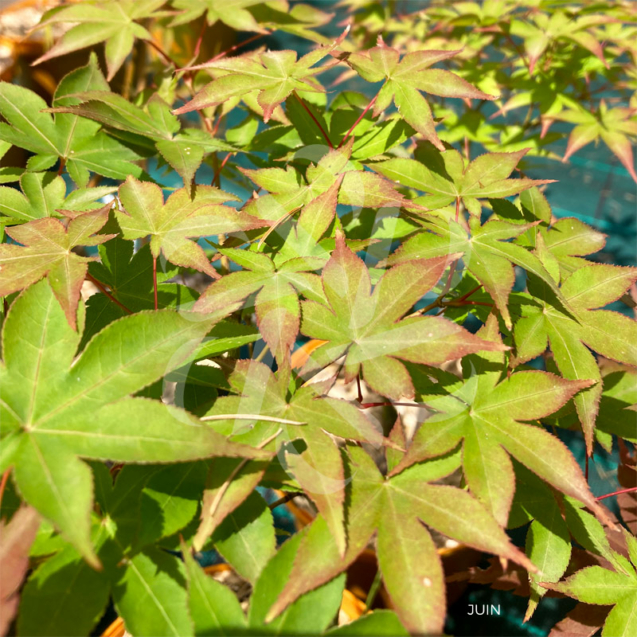 Acer palmatum 'Chuzen Ji' - Érable du Japon