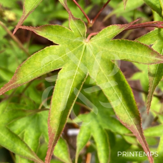 Acer palmatum 'Chuzen Ji' - Érable du Japon