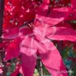 Acer palmatum 'Emperor 1' - Érable du Japon