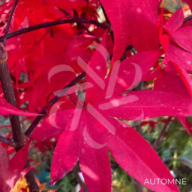 Acer palmatum 'Emperor 1' - Érable du Japon