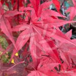 Acer palmatum 'Emperor 1' - Érable du Japon