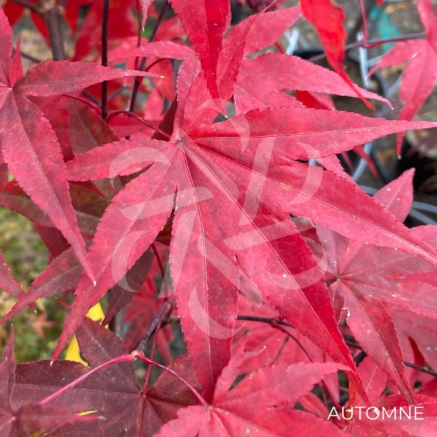 Acer palmatum 'Emperor 1' - Érable du Japon
