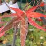 Acer palmatum 'Emperor 1' - Érable du Japon