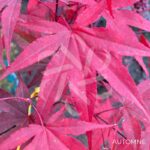 Acer palmatum 'Emperor 1' - Érable du Japon