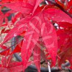 Acer palmatum 'Emperor 1' - Érable du Japon