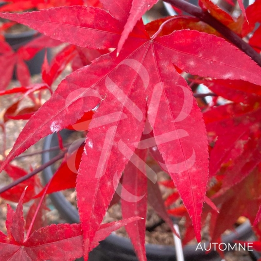 Acer palmatum 'Emperor 1' - Érable du Japon