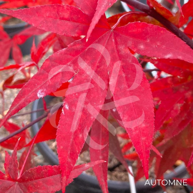Acer palmatum 'Emperor 1' - Érable du Japon