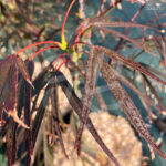 Acer palmatum 'Enkan' - Érable du Japon