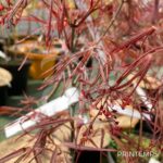 Acer palmatum 'Enkan' - Érable du Japon